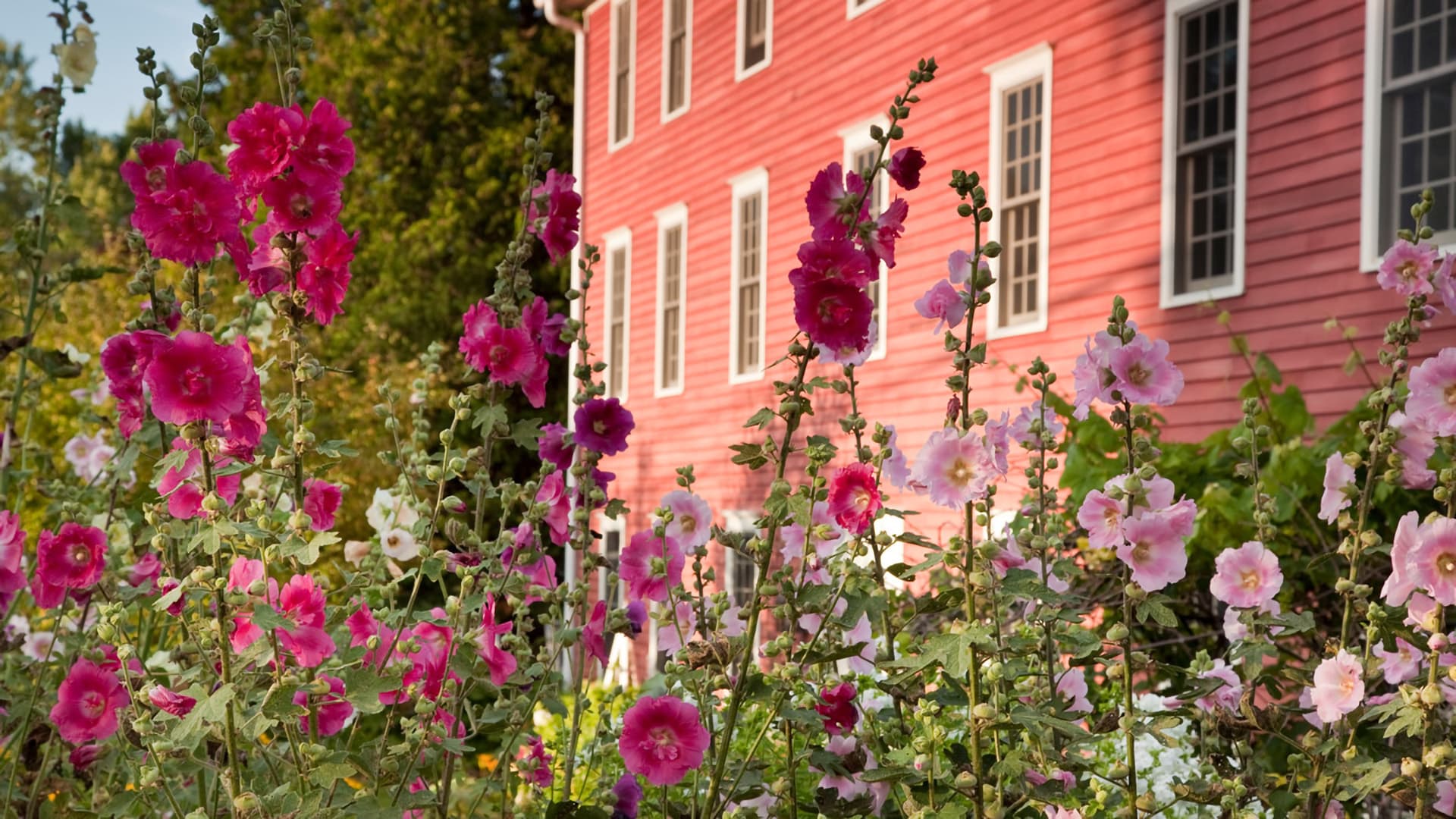 Colorful flowers in shades of pink bloom in front of a pink house.
