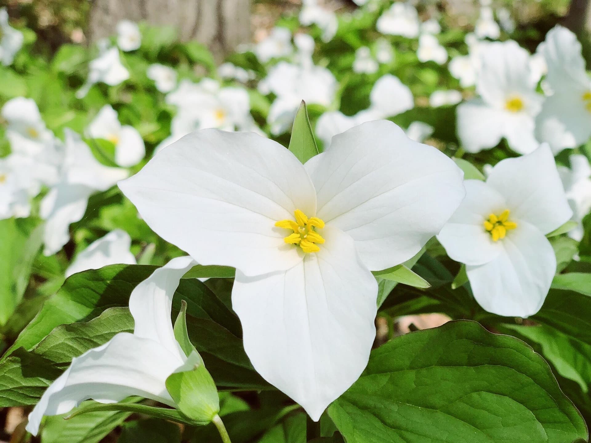 Trillium flowers in bloom Trillium flowers in bloom